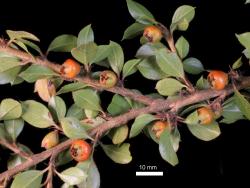 Cotoneaster marquandii: View of branch from below, showing solitary fruit.
 Image: D. Glenny © Landcare Research 2017 CC BY 3.0 NZ